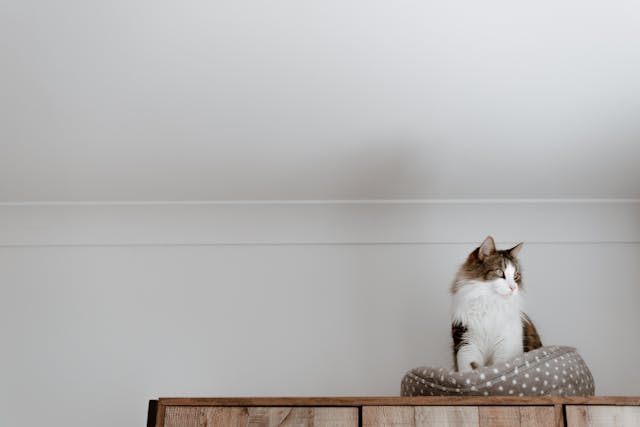 cat sitting in a cat bed
