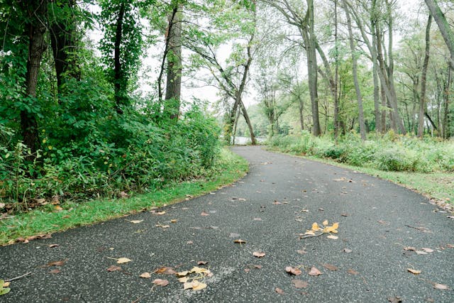 pavement with leaves on it